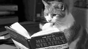 cat-reading-book-military-strategy-interesting-13547535180