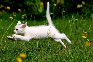cat,kitty,running,silly,stampede,sweet-a8d8fd9aa1070b608302c897ad9af4c2_h